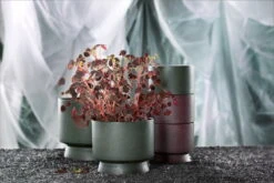 Rosendahl Blumentopf, 15 cm, Grün -Günstig Heimdekoration ROS 20640 20621 20622 Flowerpots five one w plant